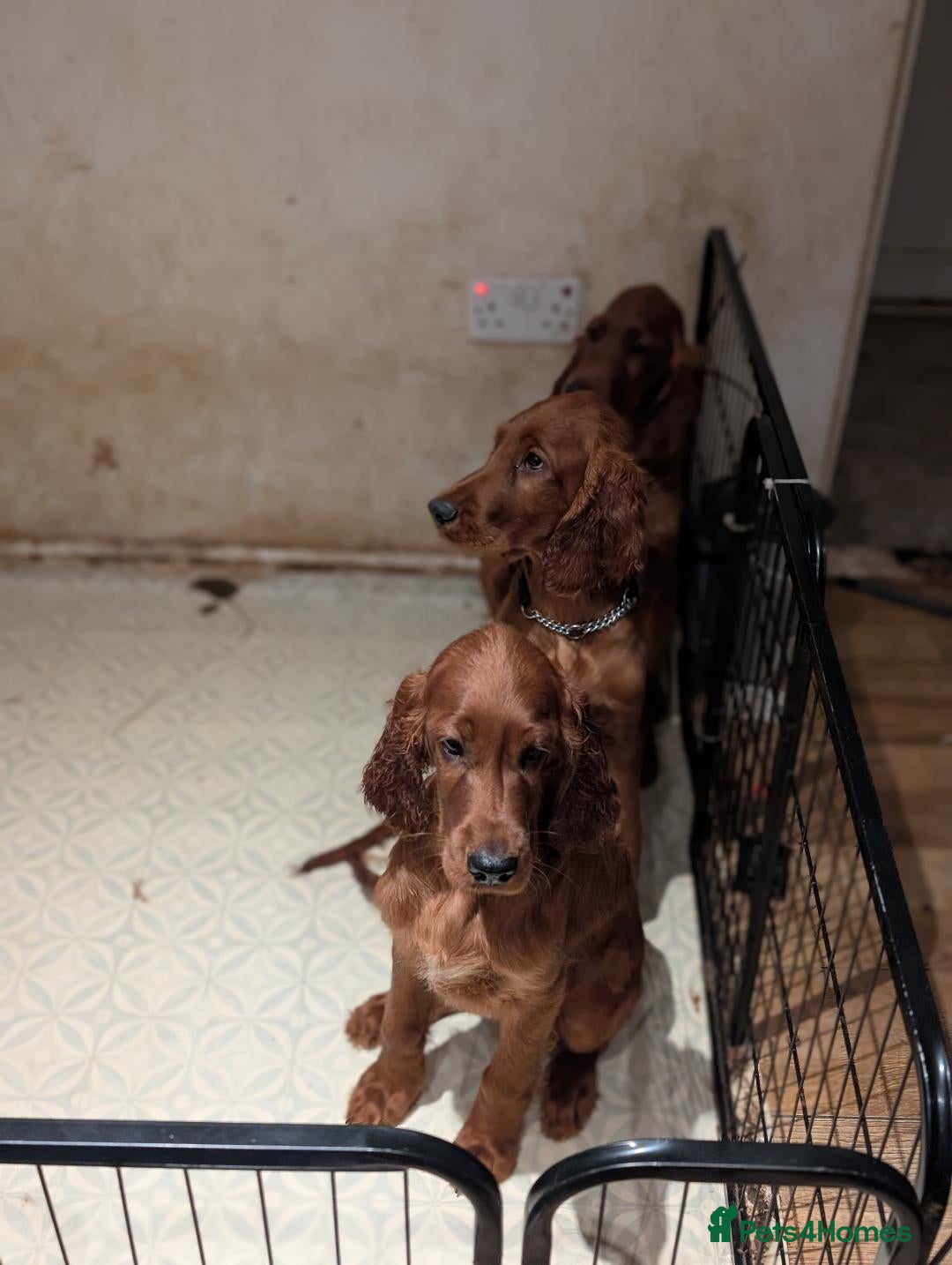 Irish Setter dogs Irish setter Puppies - Advert 2