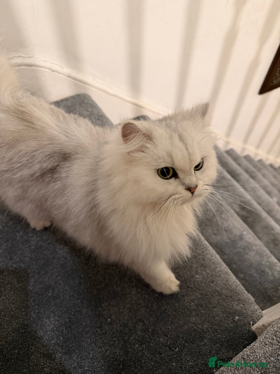 Scottish Fold cats for sale: Tica Active registered cat - Advert 3