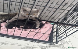 British Shorthair cats for sale: British short hair  - Image 6