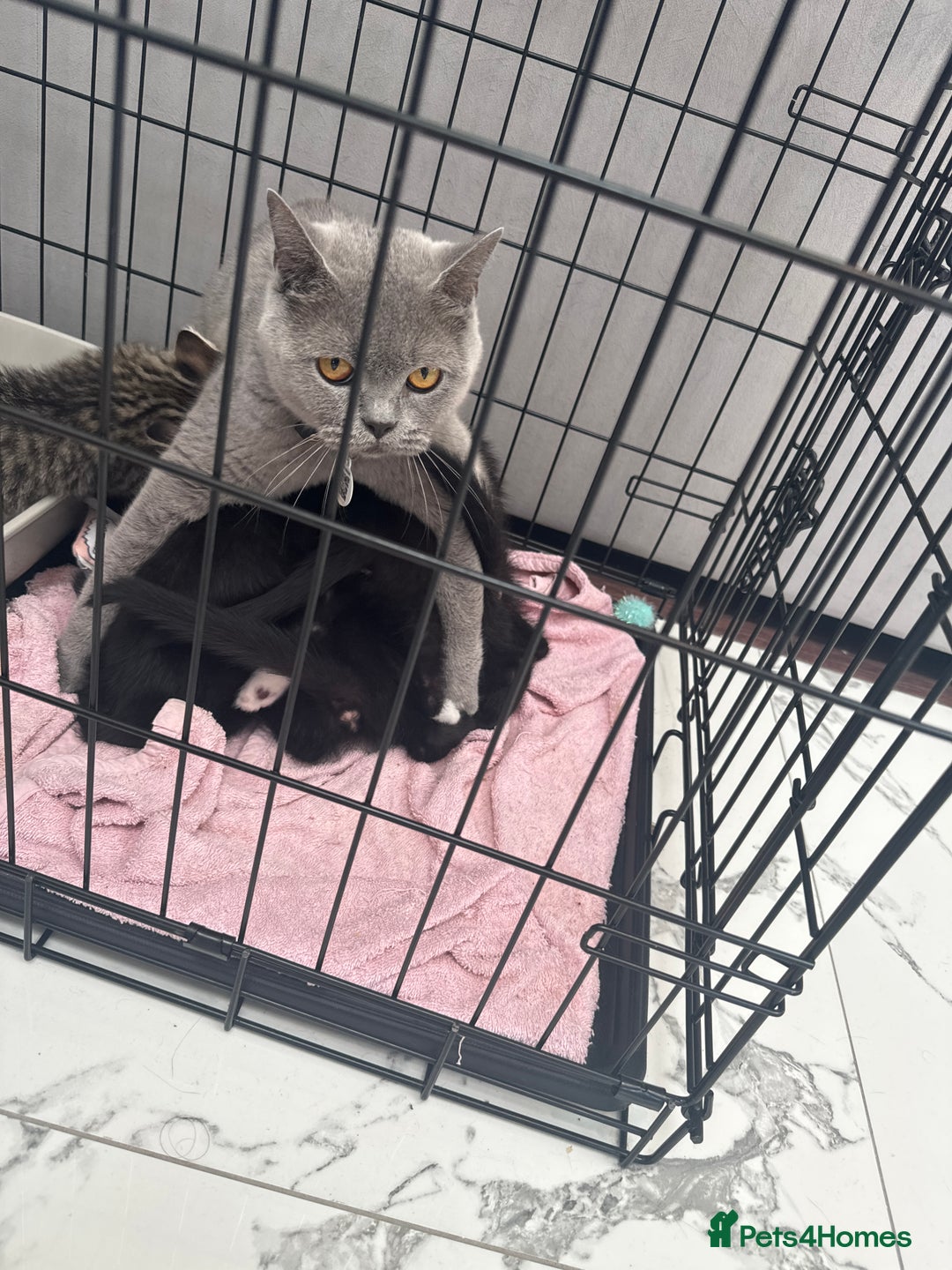 British Shorthair cats for sale: British short hair  - Image 6