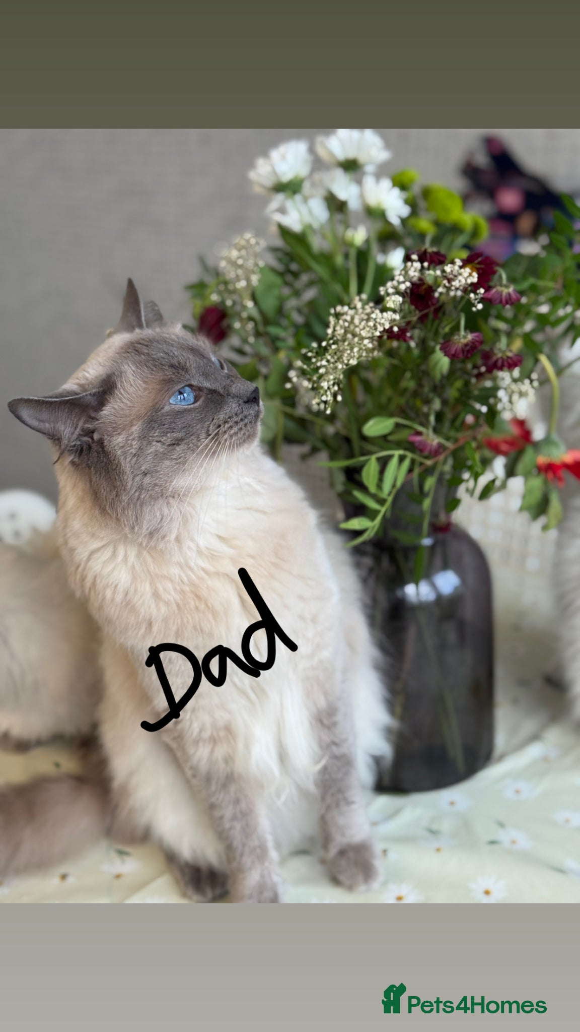 Ragdoll cats Pure Blue Point Ragdoll Kittens  - Advert 4