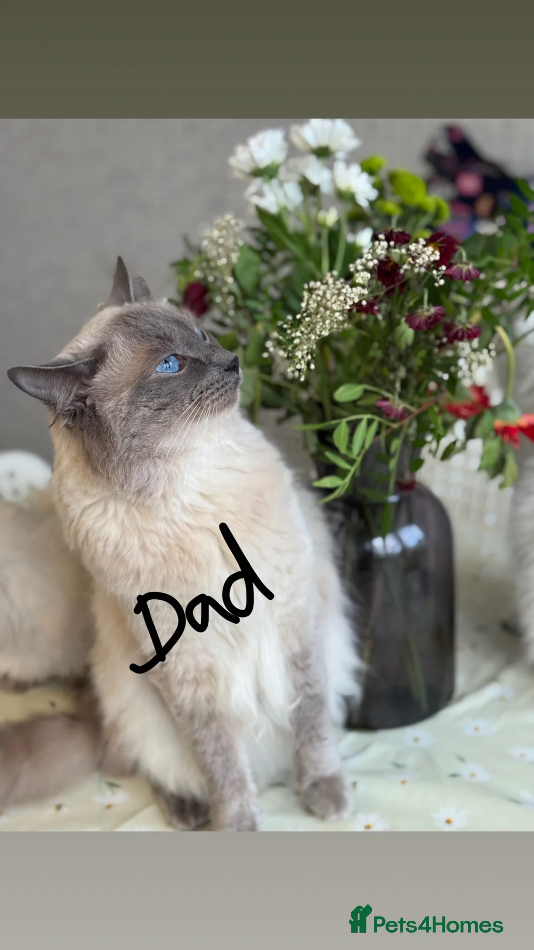 Ragdoll cats for sale: Pure Blue Point Ragdoll Kittens  - Advert 1