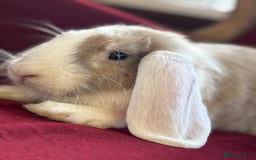 Mini Lop rabbits for sale: Lop bunny for sale 3 months old  - Image 4