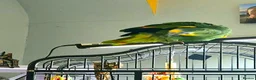 Parrots birds for sale: Kiki is a 9 month old Orange-winged Amazon Parrot  - Advert 9