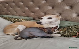 Sphynx cats for sale: Sphynx kitten for loving home  in Stoke-on-Trent - Image 13