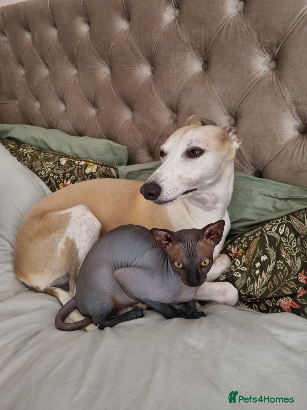 Sphynx cats for sale: Sphynx kitten for loving home  in Stoke-on-Trent - Image 13