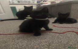 Domestic Shorthair cats for sale: 5⭐️homes wanted for beautiful, playful kittens - Advert 8