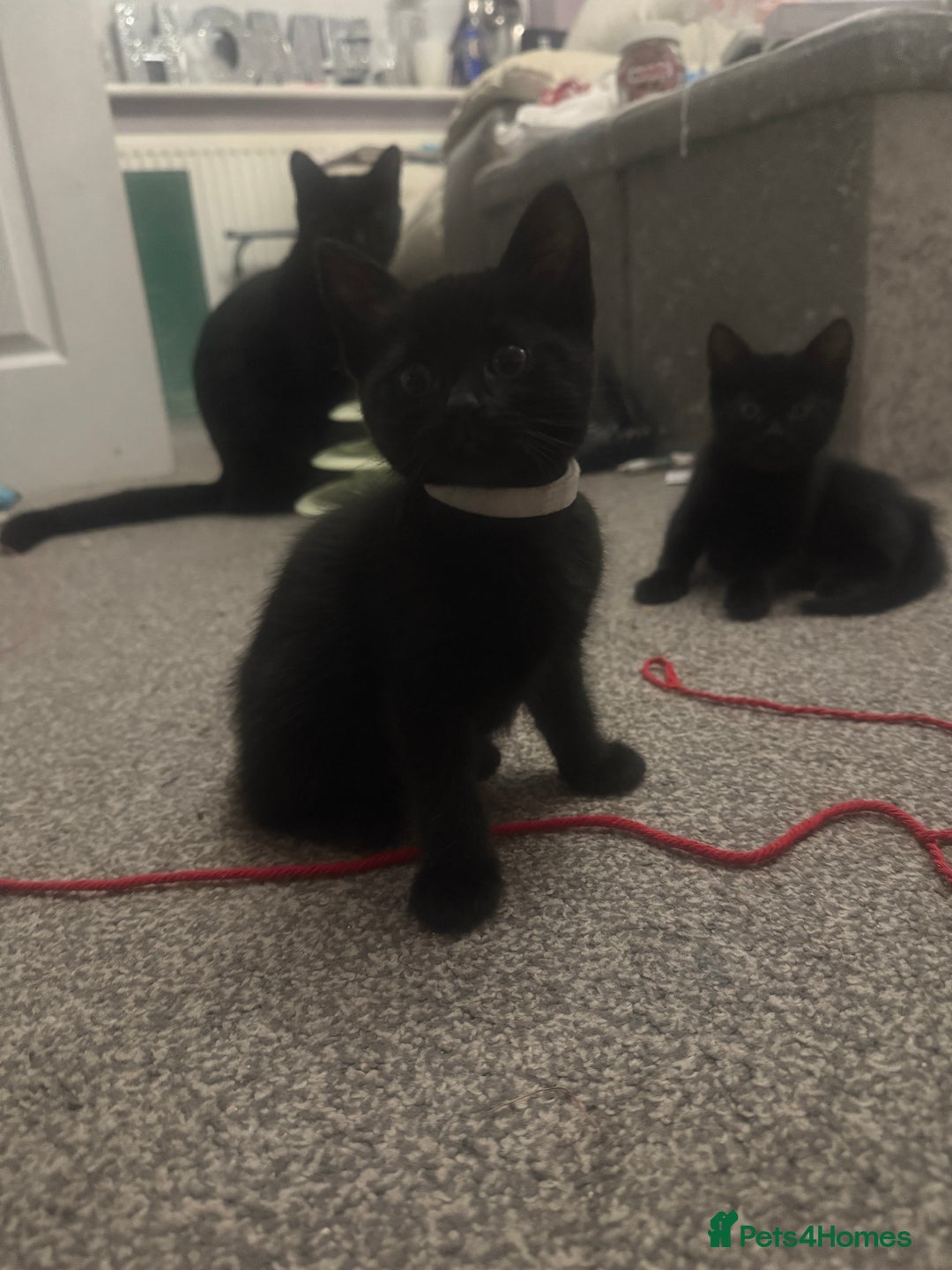 Domestic Shorthair cats for sale: 5⭐️homes wanted for beautiful, playful kittens - Advert 8