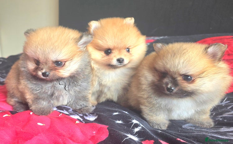 Pomeranian dogs - Advert 16