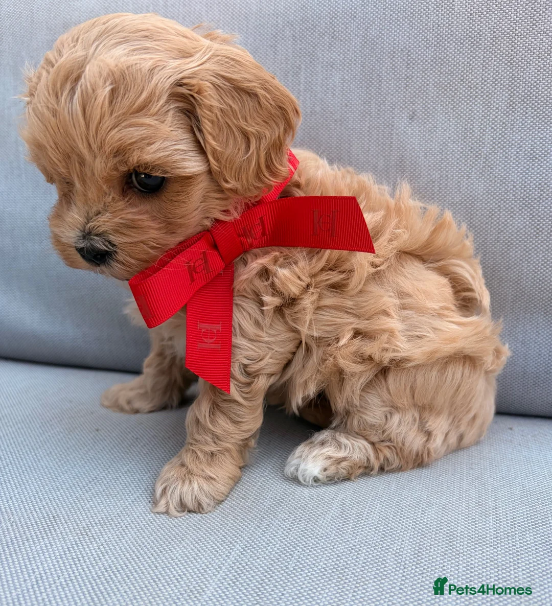 Maltipoo dogs for sale: Asian toy F1 Maltipoos - Advert 1