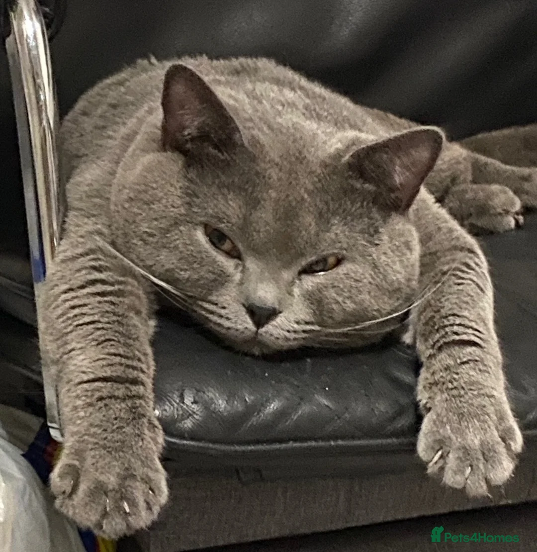 British Shorthair cats for sale: Four adorable British shorthair kittens  in London - Advert 33