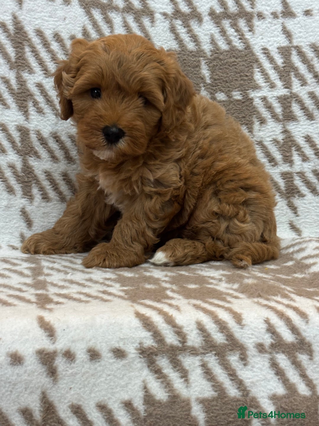 Cavapoo dogs for sale: Beautiful Fox 🦊 Red Cavapoos  - Image 12