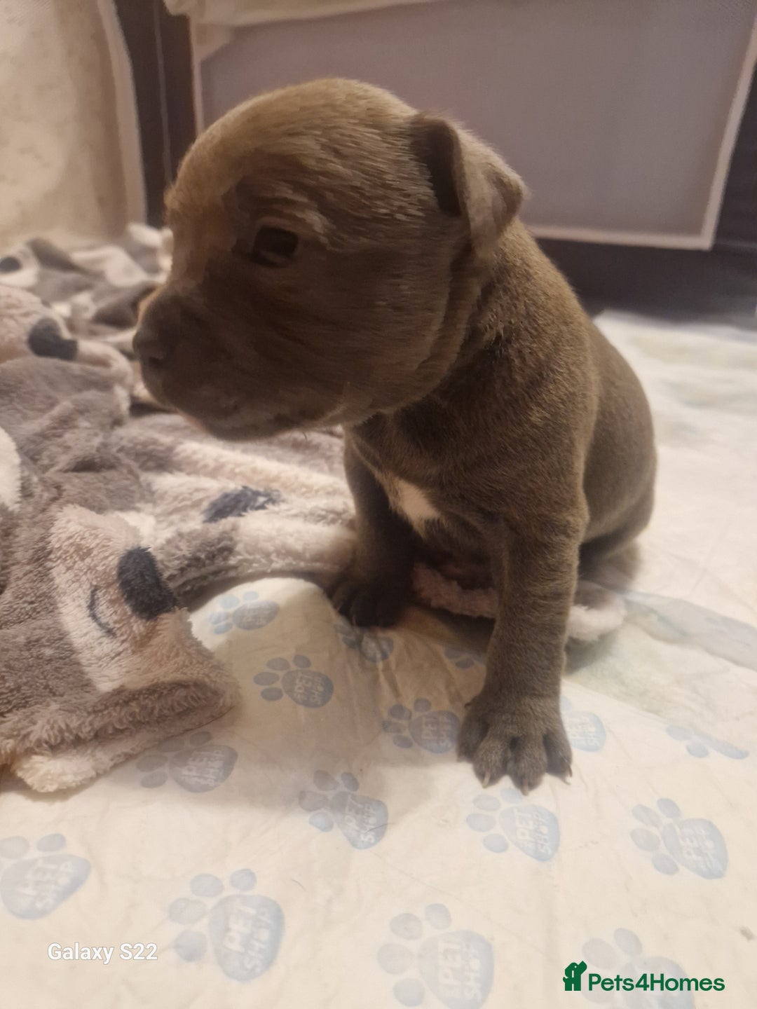 Staffordshire Bull Terrier dogs for sale: PIRO X PHARAON BLUE PUPS - Advert 15