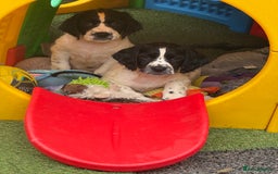 English Springer Spaniel dogs for sale: Kc reg  dna tested springer spaniels  - Image 2