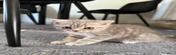 British Shorthair cats for sale: British Shorthair Boy Kitten 💙 - Advert 3