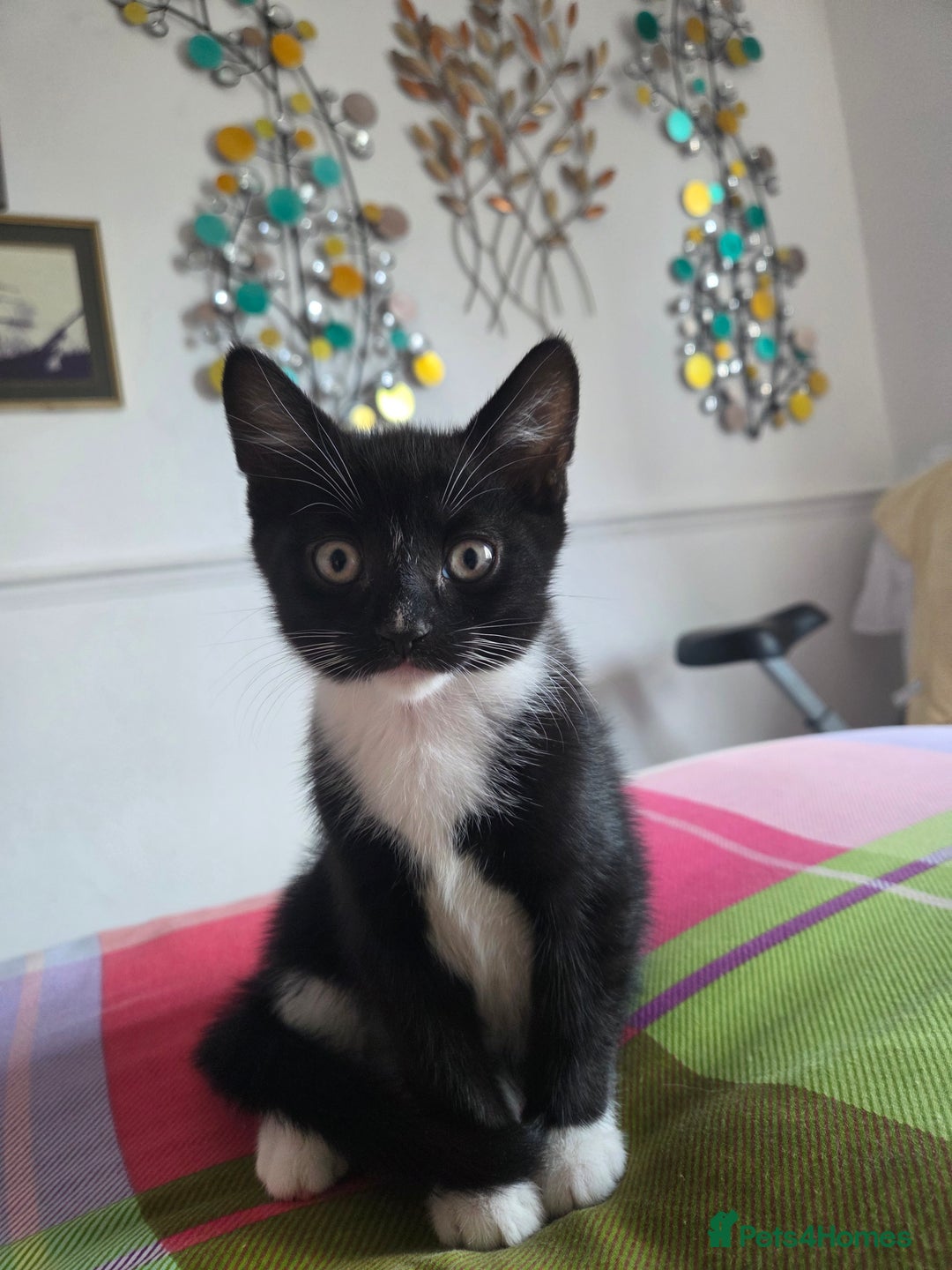 Domestic Shorthair cats for sale: Domestic Short-hair Male cats - Image 6