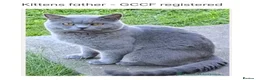 British Shorthair cats for sale: Betsy’s (Scottish fold) babies (British shorthair) in Tadcaster - Advert 11