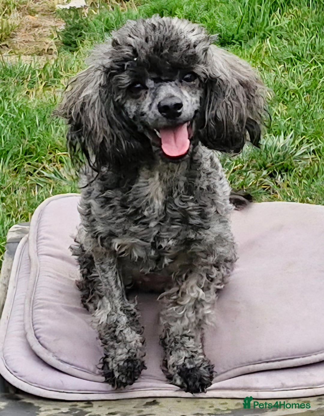 Toy Poodle dogs for sale: Three Toy Poodles for Rehoming - Image 2