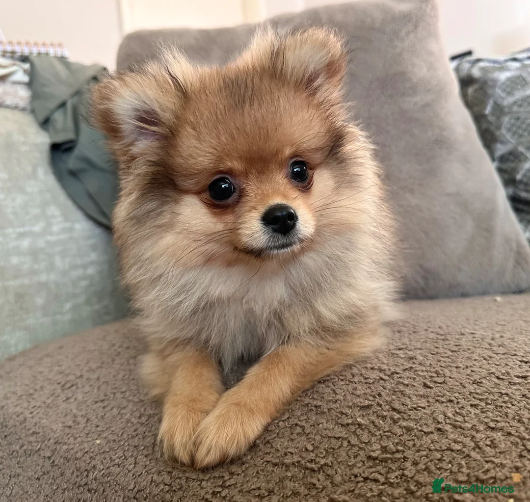 Pomeranian dogs for sale: RUSSIAN CHAMPION KC FEMALE POMERANIAN  - Advert 1