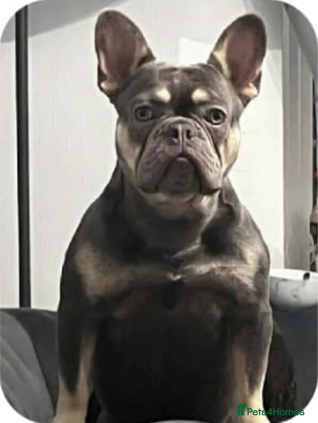 French Bulldog dogs for sale: KC registered new shade French Bulldog puppies - Advert 17