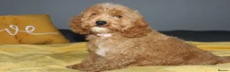 Cockapoo dogs for sale: Yankee Doodle Puppies F1 – American Cockapoos - Advert 8