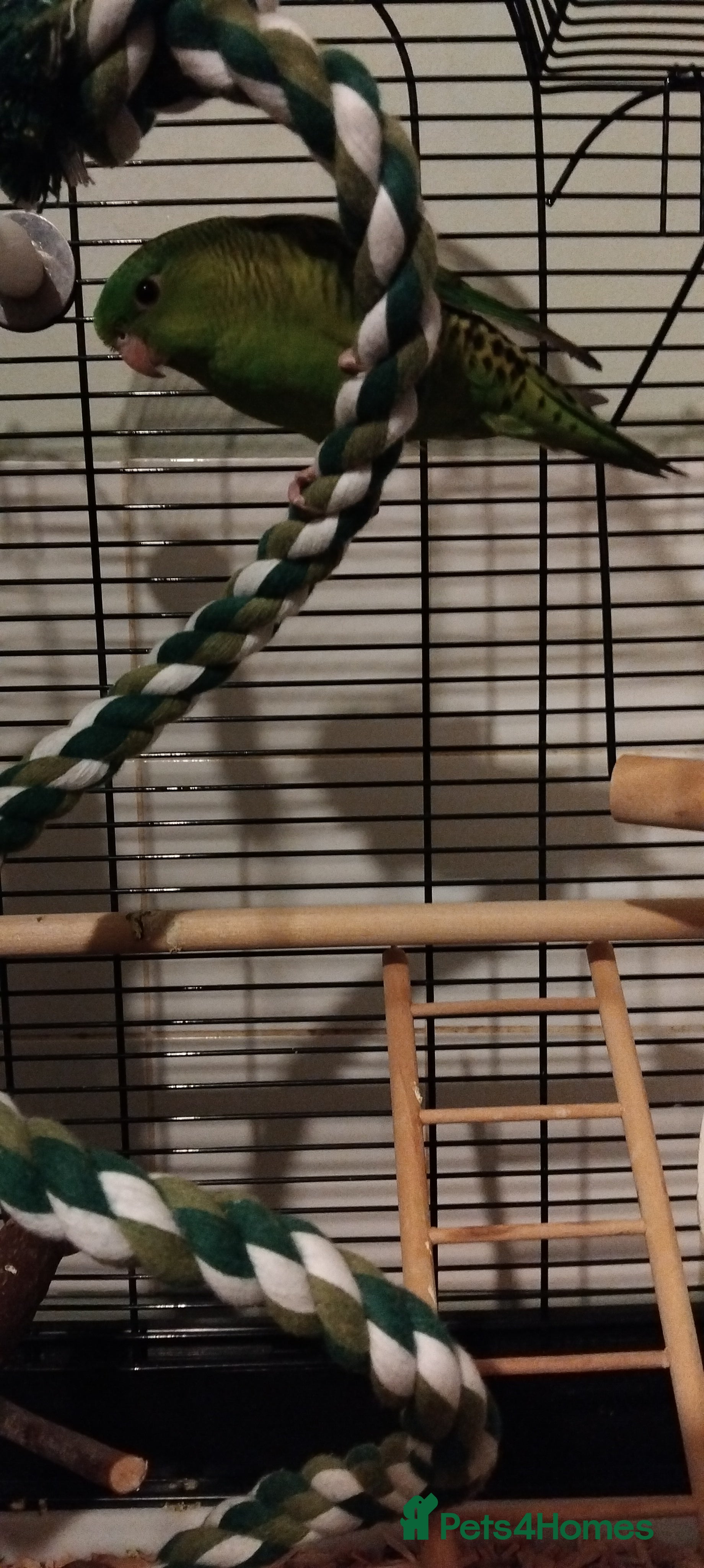 Parakeets birds Lineolated parakeet  - Advert 1