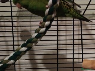 Parakeets birds Lineolated parakeet - Advert 3