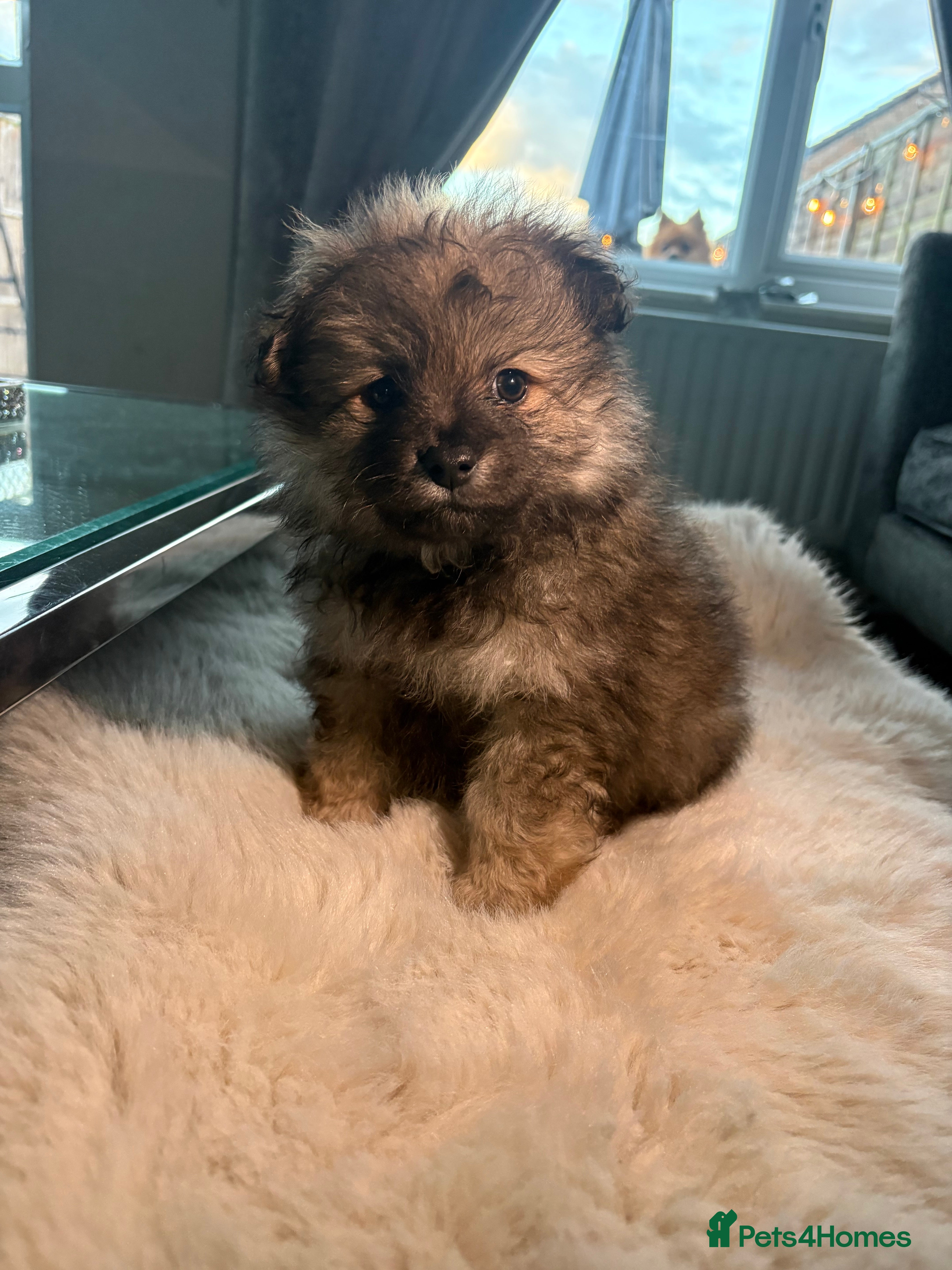 Pomeranian Puppy 1