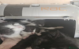 Mixed Breed cats for sale: Beautiful little girls  - Image 3