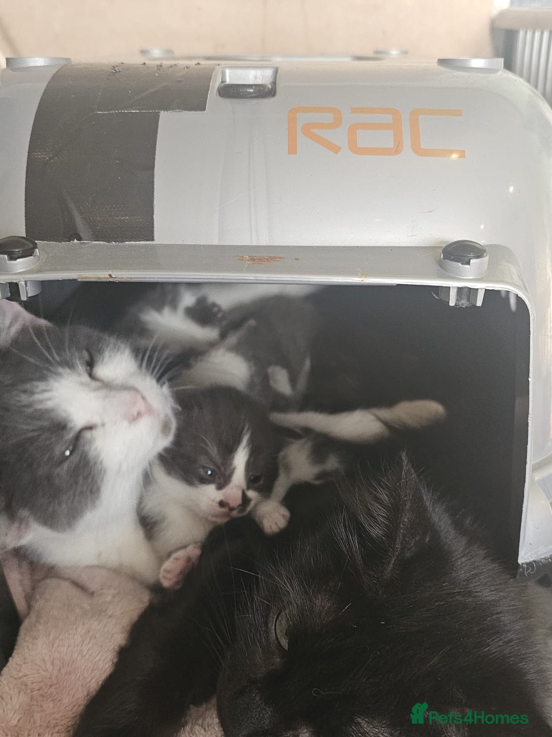 Mixed Breed cats for sale: Beautiful little girls  - Image 3
