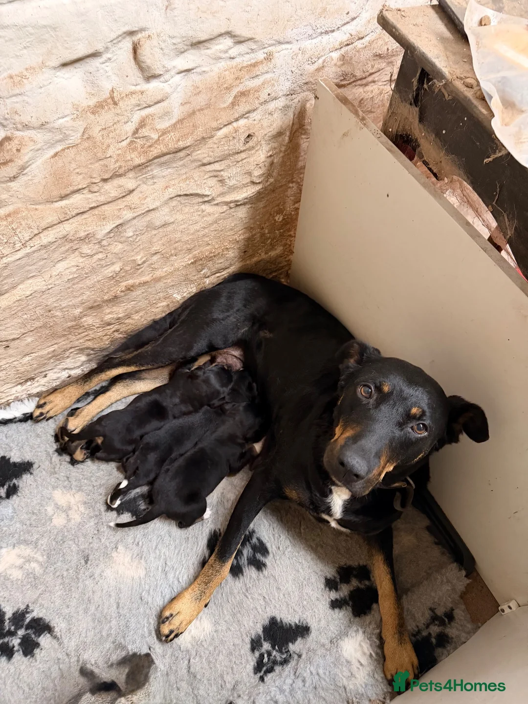 Huntaway dogs for sale: Pure Huntaway puppies  in Brecon - Advert 1