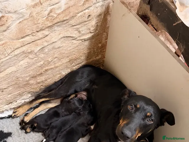 Huntaway dogs for sale: Pure Huntaway puppies - Advert 1