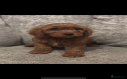 Cavapoo dogs for sale: F1 TOY CAVAPOO PUPPIES  - Image 1