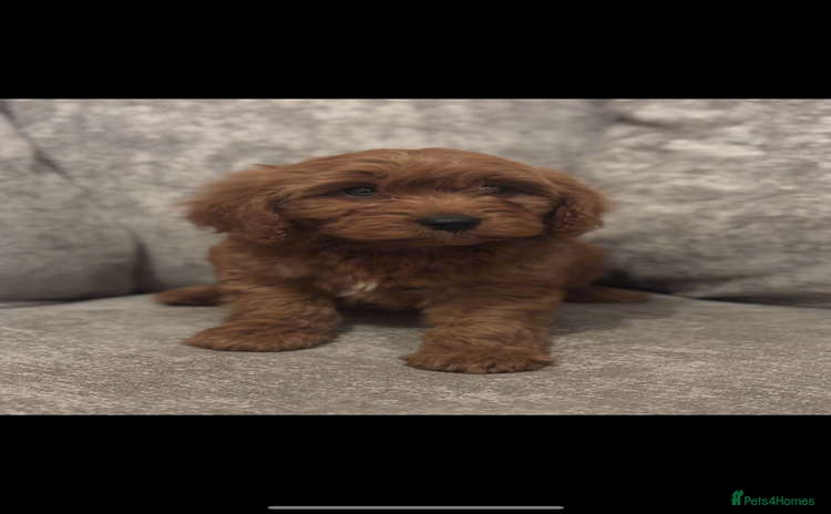 Cavapoo dogs - Advert 1