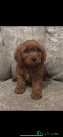 Cavapoo dogs - Advert 1