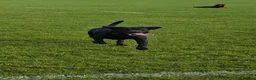 Labrador Retriever dogs for sale: Oakley in Wigan - Advert 2