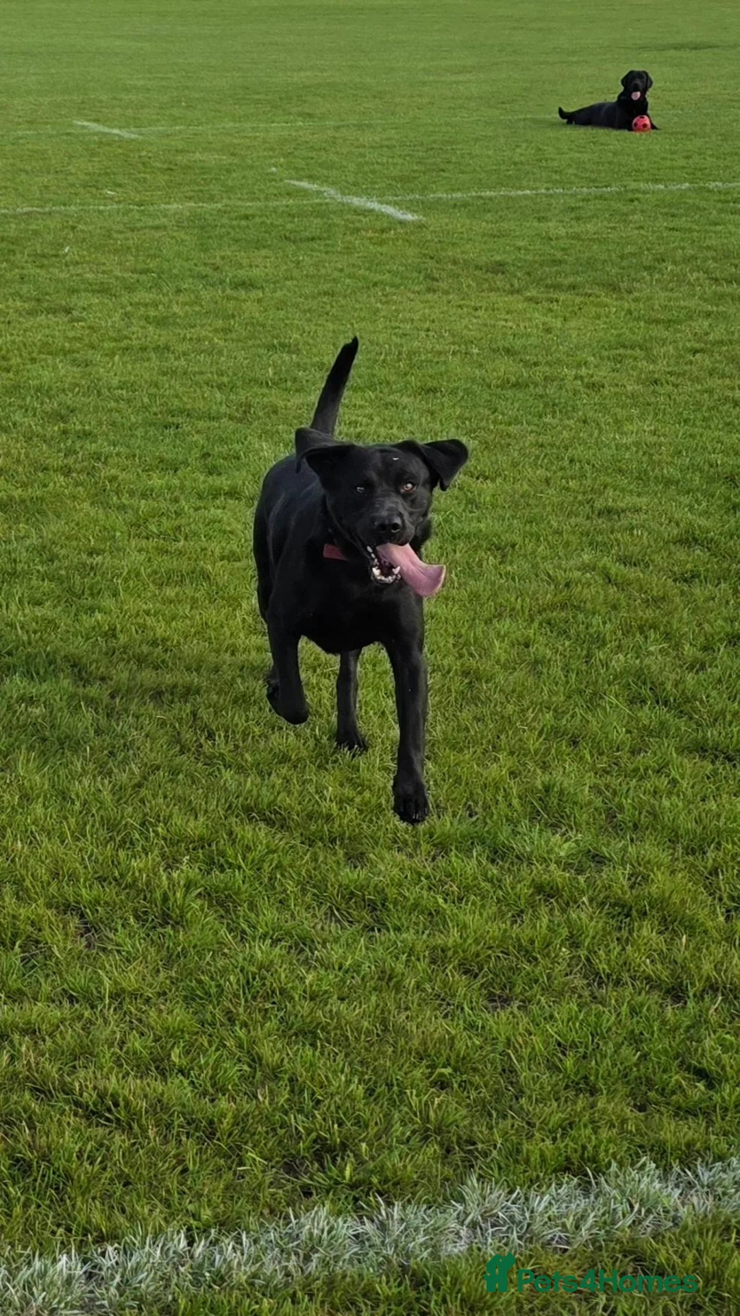 Labrador Retriever dogs for sale: Oakley in Wigan - Advert 2