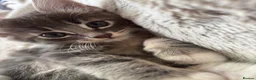 Mixed Breed cats for sale: 4 Beautiful kittens ready for new homes ✨🩷 - Advert 15