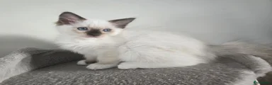 Ragdoll 4 Dolores