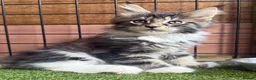 Maine Coon cats for sale: Maine Coon Boy  Ready to Leave 12th July - Advert 6