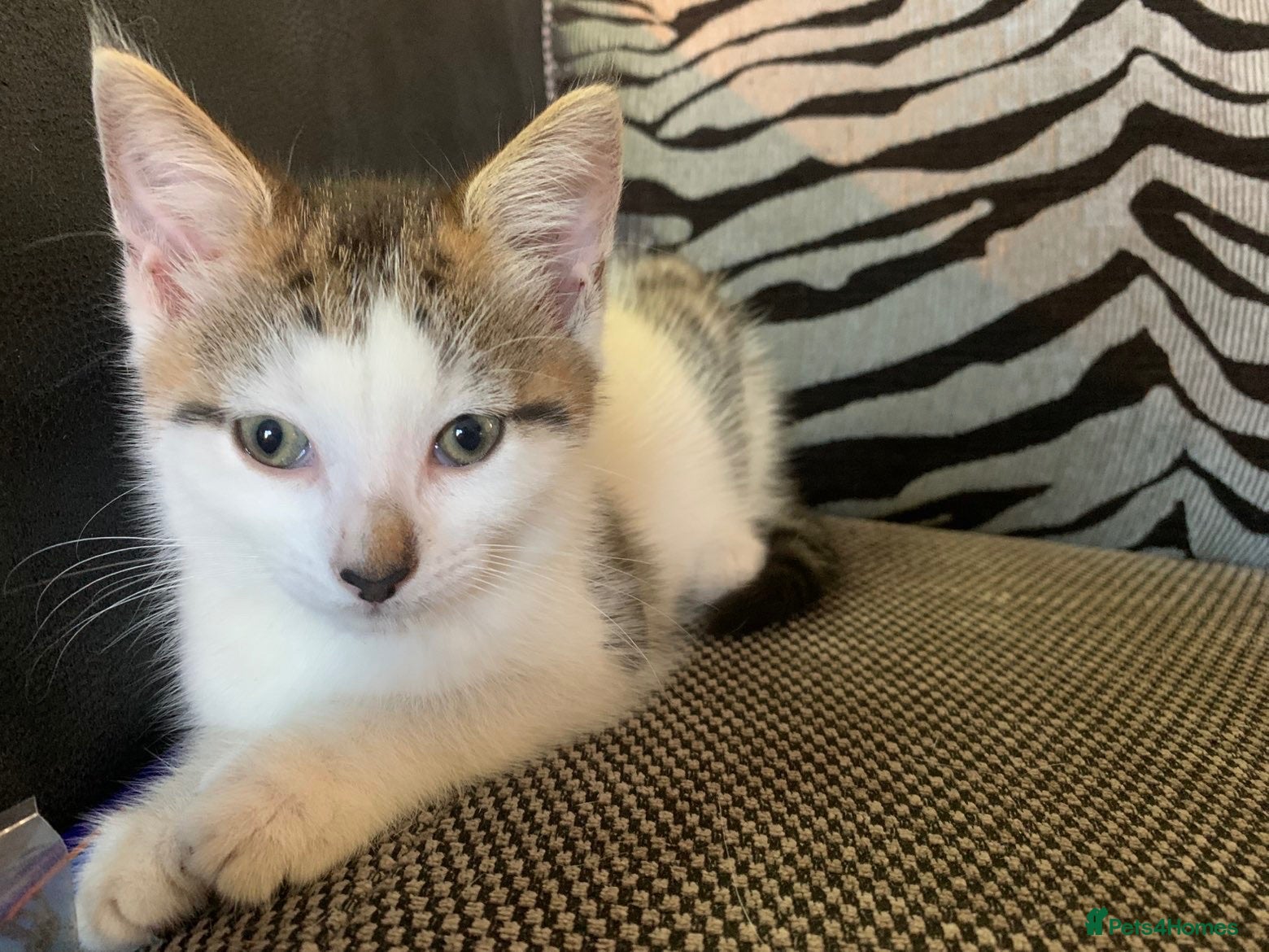 Mixed Breed cats Last little boy  - Advert 1