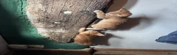 Mixed Breed cats for sale: Beautiful Family-Raised Kittens in Oswestry - Advert 29