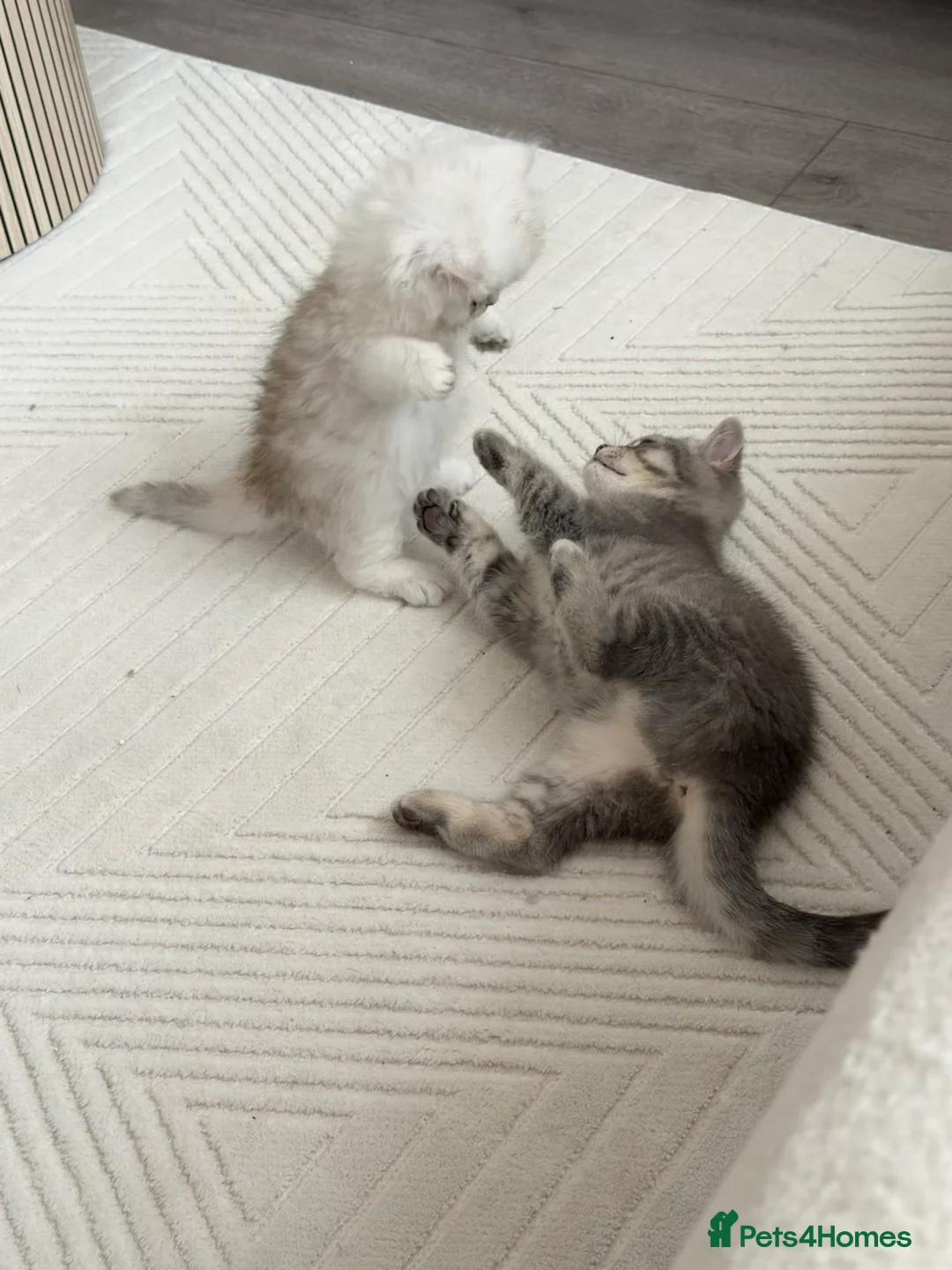 Persian cats for sale: persian beautiful male kitten - Advert 2