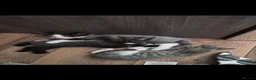Maine Coon cats for sale: 3 Adorable Half Main Coon kittens - Advert 7