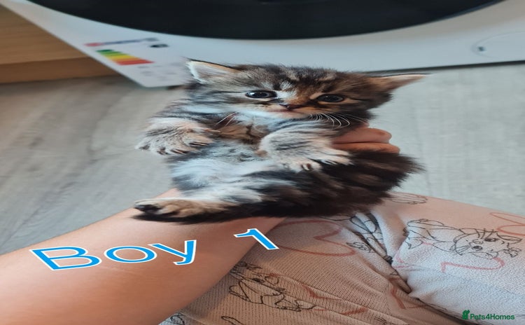 British Longhair cats - Advert 4