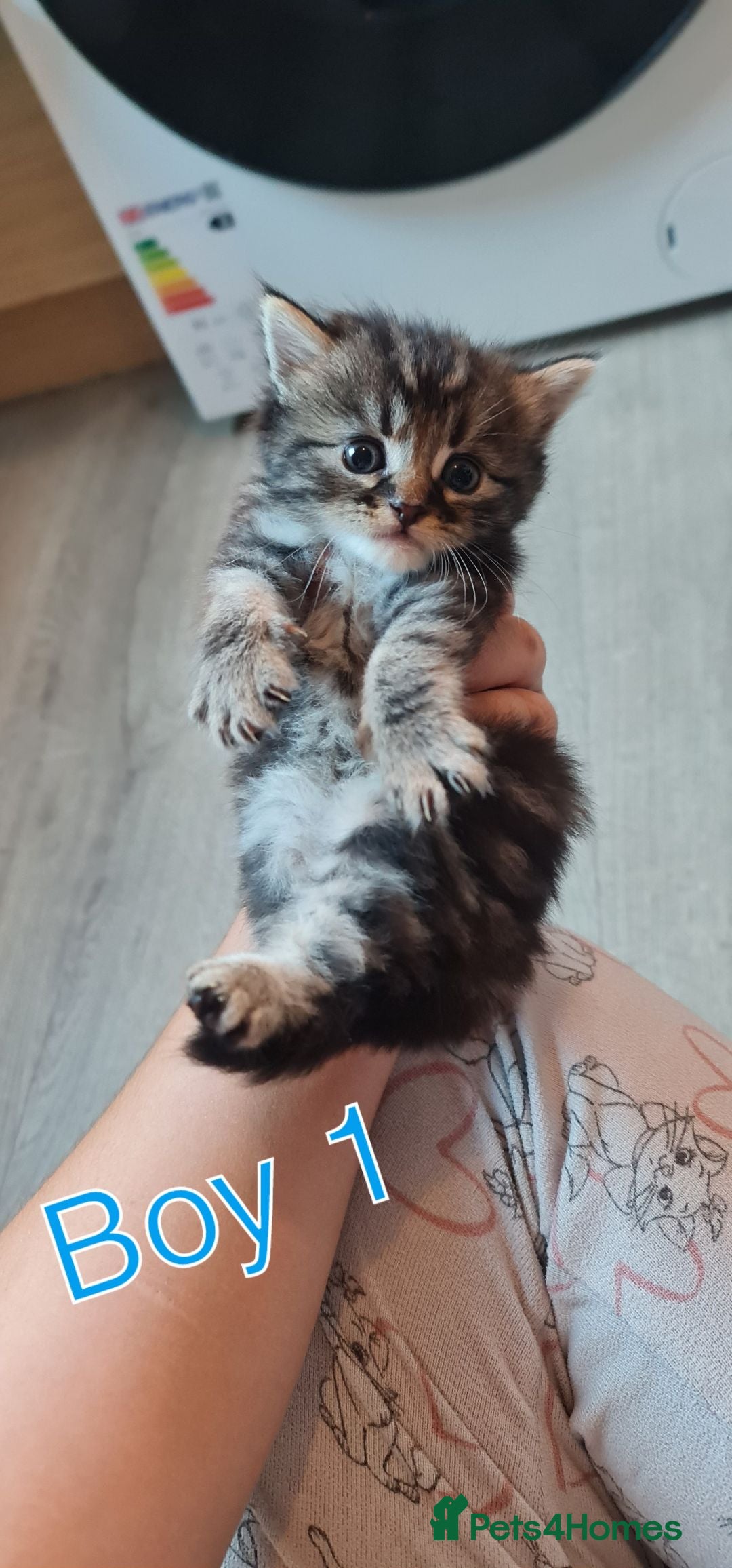 British Longhair cats for sale: One black and grey boy tabby left  - Image 1