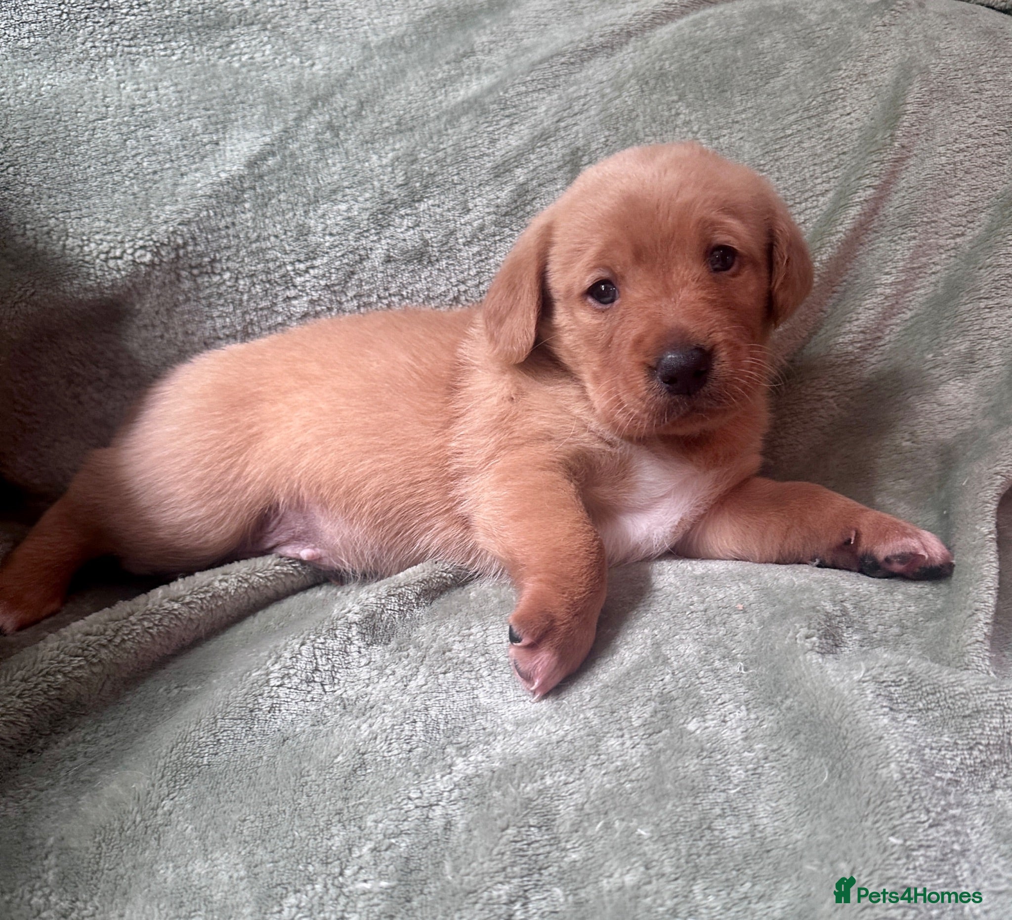 Mixed Breed dogs Cavador - Rare fox red lab, cavachon mix  - Advert 18