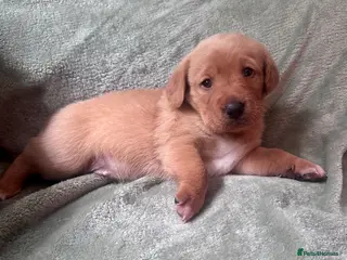 Mixed Breed dogs Cavador - Rare fox red lab, cavachon mix - Advert 1