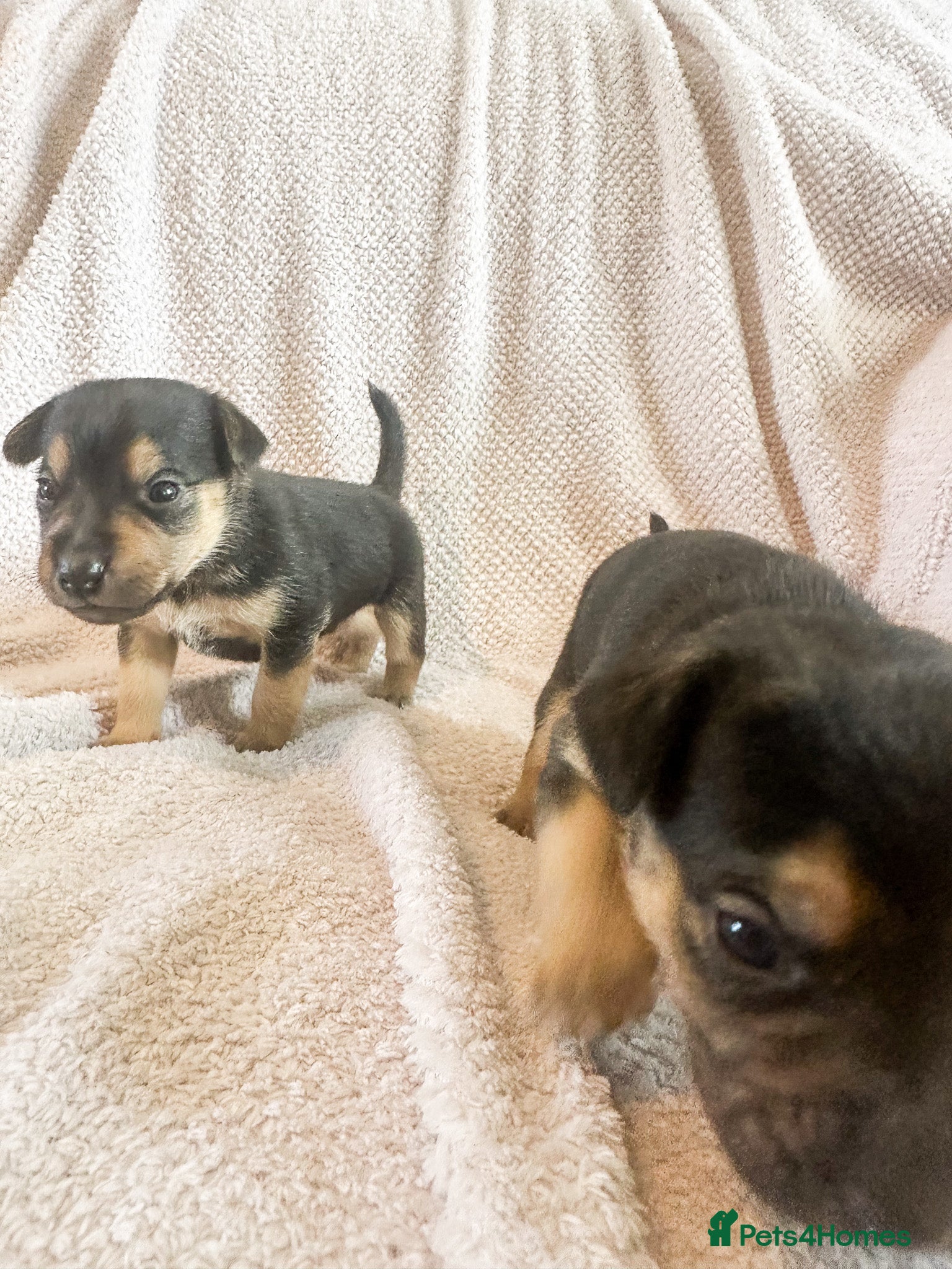 Mixed Breed dogs for sale: Patterdale X Lakeland Puppies for Sale in Letchworth Garden City - Advert 28