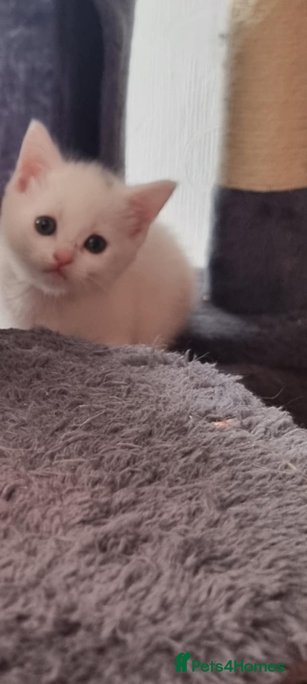 Mixed Breed cats for sale: kittens - Image 27